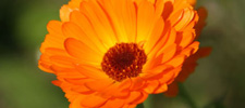 Ringelblume