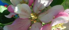 Apfelblüte