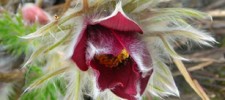 Pulsatilla