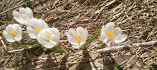 IMG-20140531-WA0001_krokus_Web